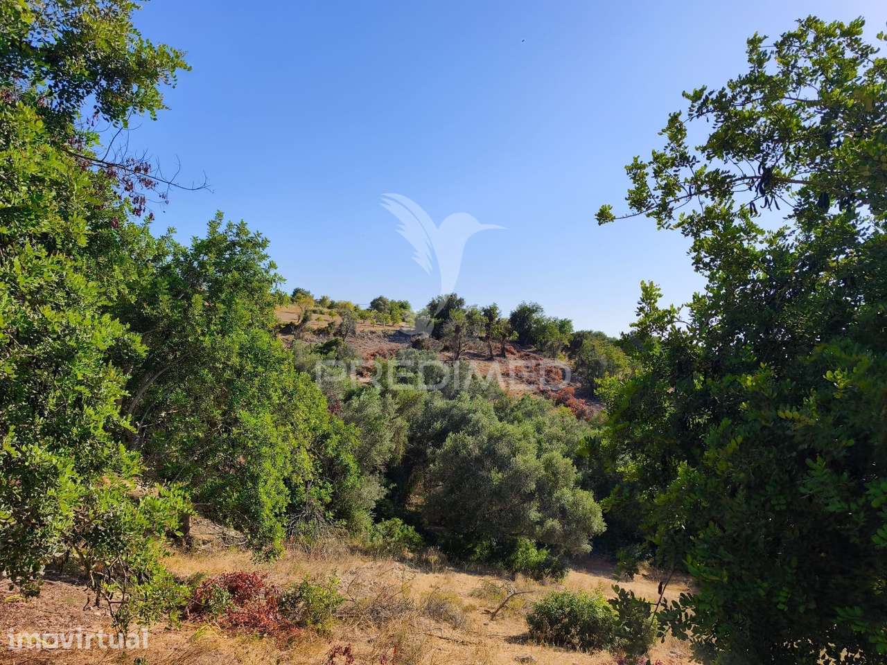Albufeira-Paderne Casas Pires -  Terreno Rustico plano 9200m² - Grande imagem: 5/17