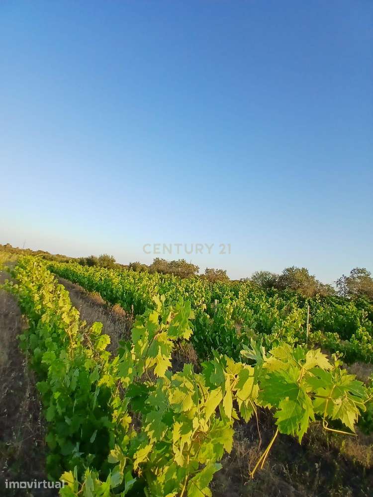 Terreno situado junto à estrada que liga Corval e Reguengos de Monsara - Grande imagem: 5/13