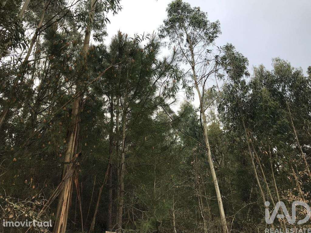 Terreno em Santiago e São Simão de Litém e Albergaria dos Doze de 1480 - Grande imagem: 2/18