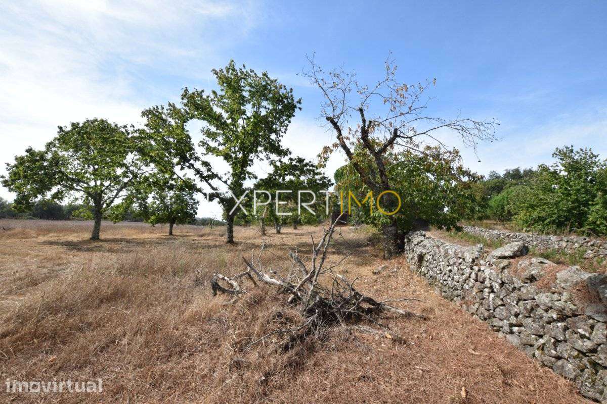 Propriedade com 4,45 hectares - 3 Km Barragem Apartadura - Grande imagem: 3/20