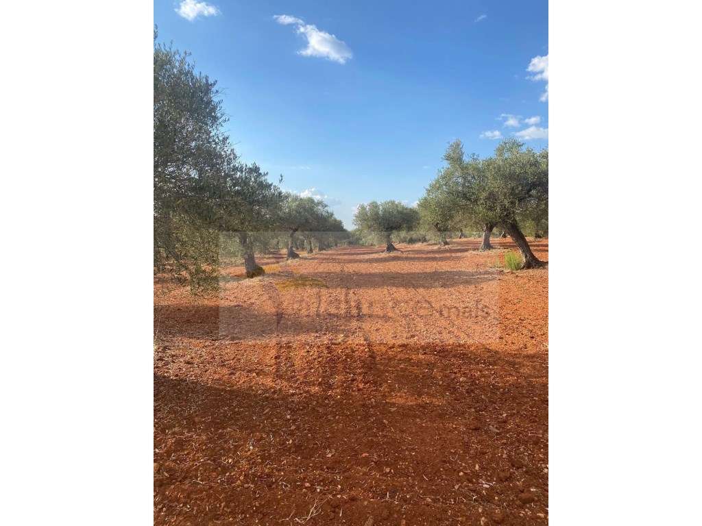 Quintinha Agricola em Vila Nova de São Bento - Grande imagem: 3/24