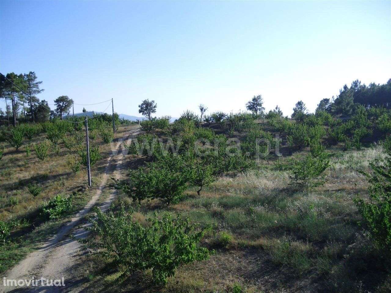 Terreno Rústico / Fundão, Vales Pêro Viseu - Grande imagem: 3/4