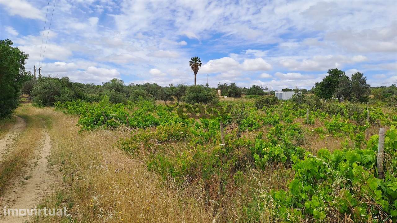 Terreno Rústico para Venda na Vidigueira, com 5.000 m² - Grande imagem: 3/10