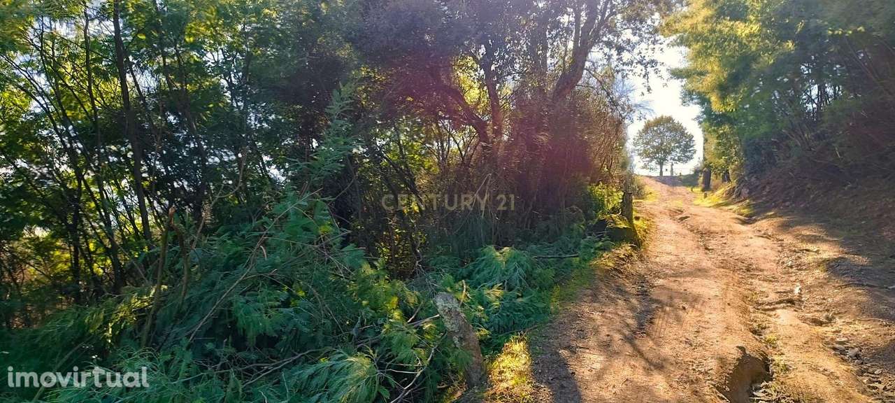 Terreno agrícola em solarenga encosta de Santa Marinha do Zêzere, Baiã - Grande imagem: 3/21
