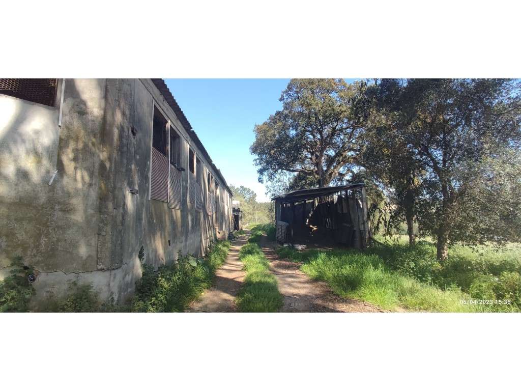 Barracão para aviário e logradouro, bem localizado e com bons acess... - Grande imagem: 4/16