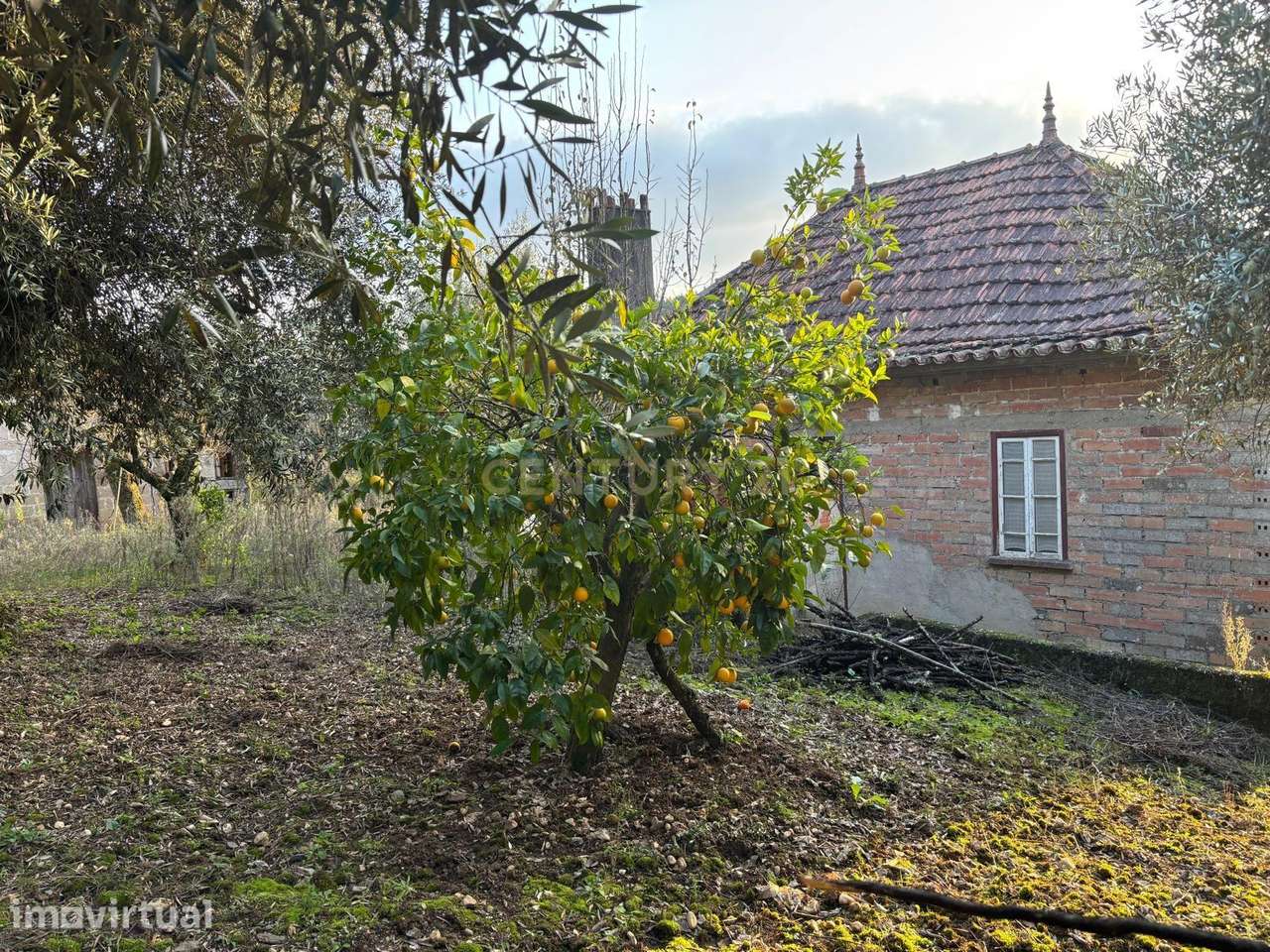 Quintinha Encantadora no Campo - Grande imagem: 2/32