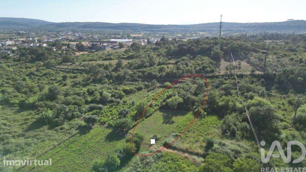 Terreno Agrícola em Avelar - Grande imagem: 2/19