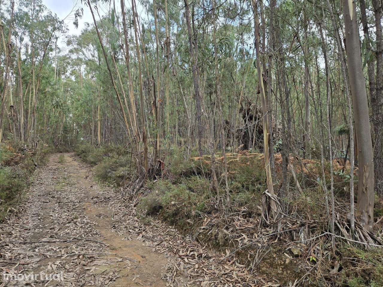 Terreno Rústico 3.250 m² – Herdade, Sertã - Grande imagem: 5/8