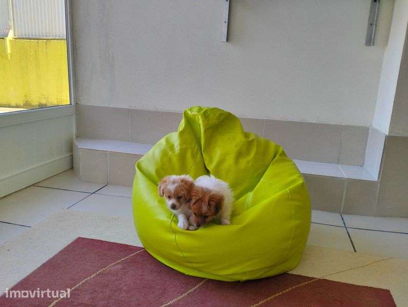 Arrendamento da casa - Grande imagem: 3/12