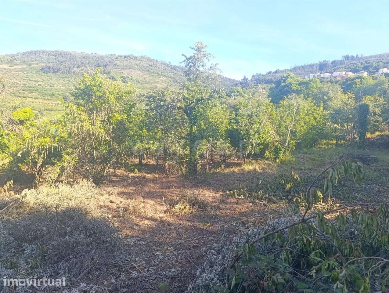 Terreno / Fundão, Alcongosta - Grande imagem: 5/16