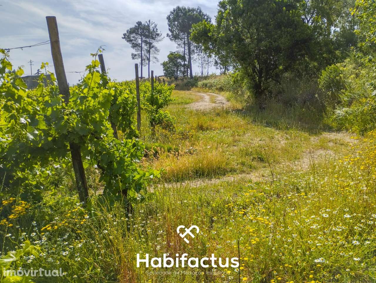 Oportunidade Única: Quinta Excepcional com Vinha de Castas Selecionada - Grande imagem: 2/7