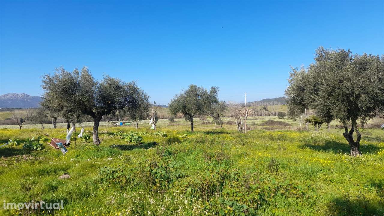 Quinta T0 Venda em Vila Velha de Ródão,Vila Velha de Ródão - Grande imagem: 3/28