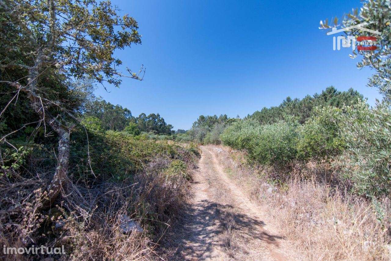 TERRENO RÚSTICO COM 2600 M2 PARA CULTIVO COM 10 OLIVEIRAS - Grande imagem: 2/6