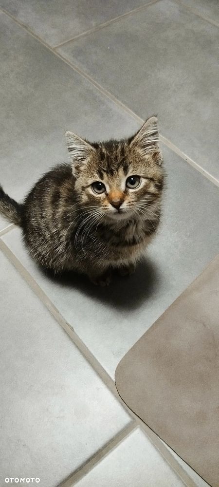 Jeep Grand Cherokee 3.0 CRD Summit - 31