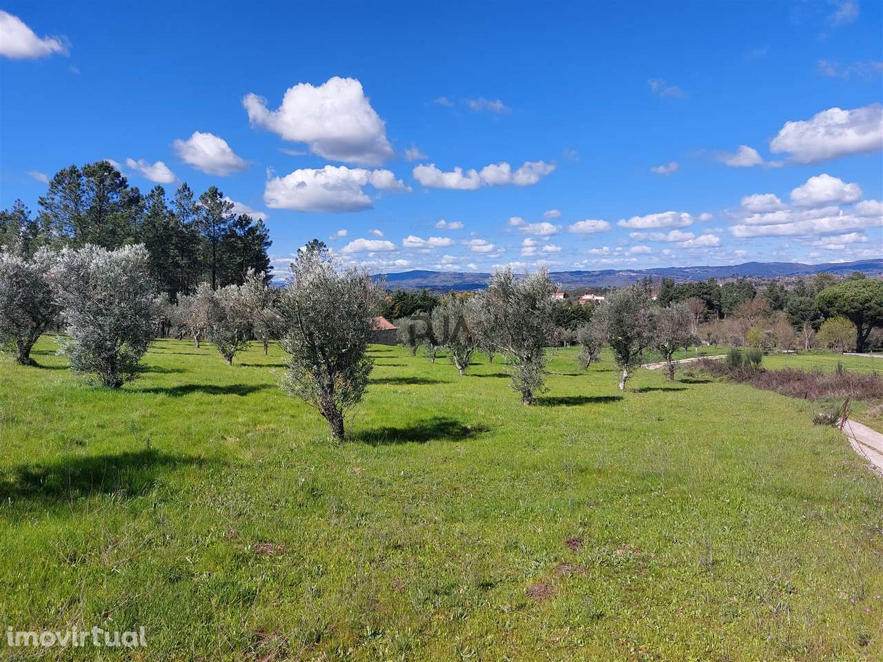 Quinta 1Ha em Vila Cortês da Serra - Grande imagem: 3/13