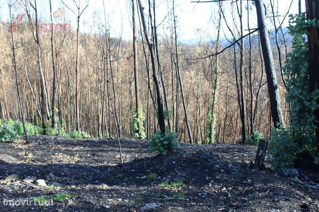 Terreno Rústico bem localizado  - Canelas - Arouca - Grande imagem: 4/8