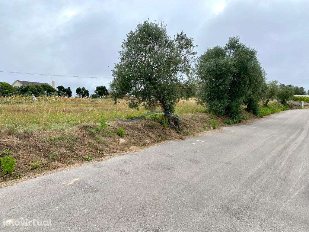 Terreno - Chã da Laranjeira, Souto da Carpalhosa - Grande imagem: 2/15