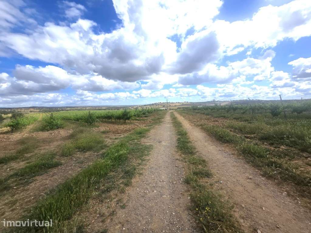 Herdade com 36 Hectares, Vinha, Barragem e Elevado Potencial Agríco... - Grande imagem: 5/27