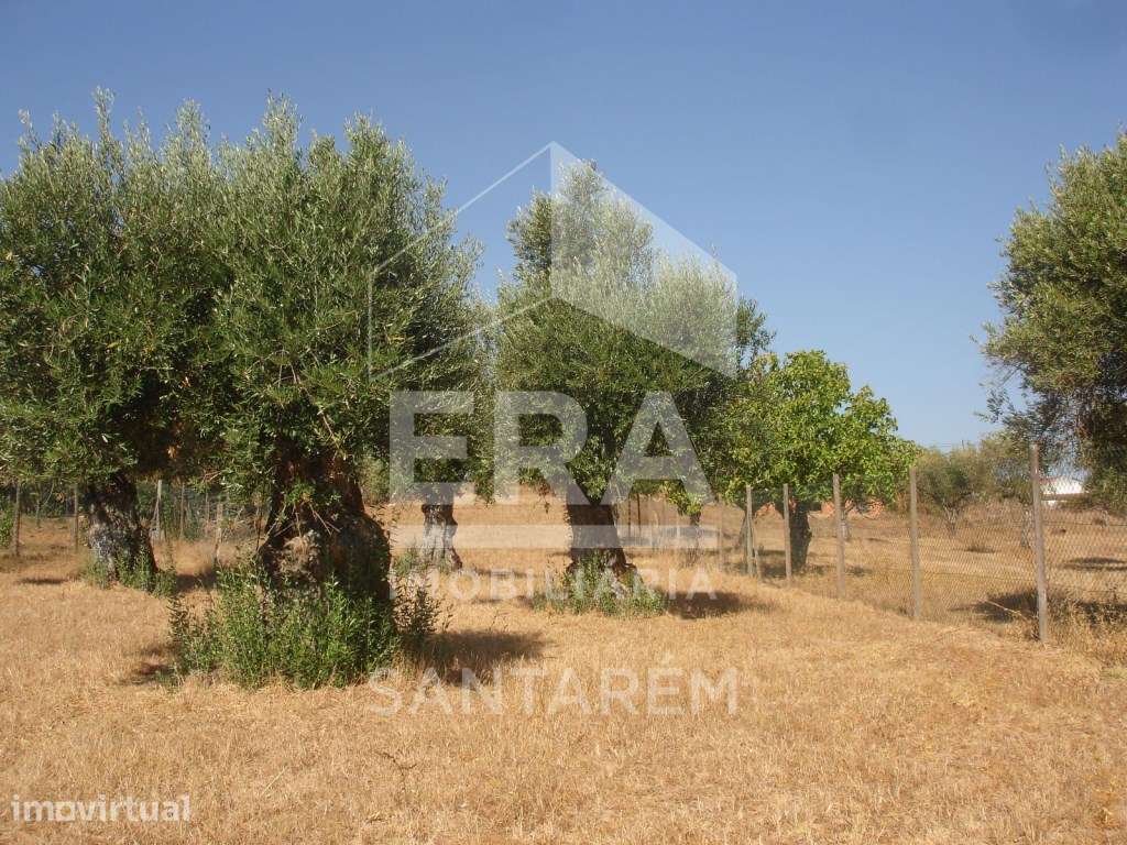 Terreno com 1235 m2 com Possibilidade de Construção Moradia - Grande imagem: 5/6