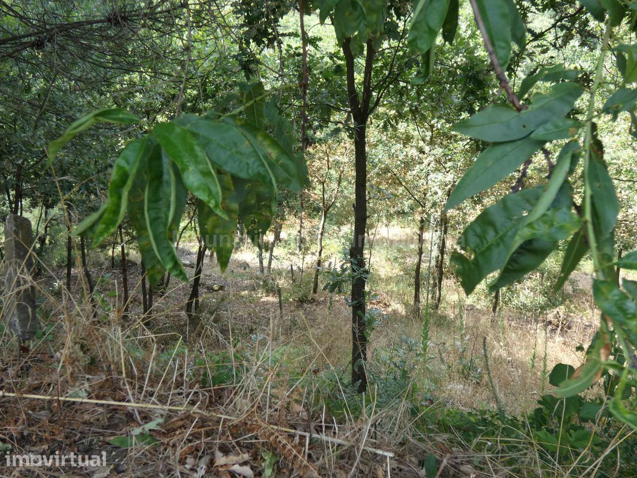 Terreno Para Construção  Venda em Seia, São Romão e Lapa dos Dinheiros - Grande imagem: 2/9