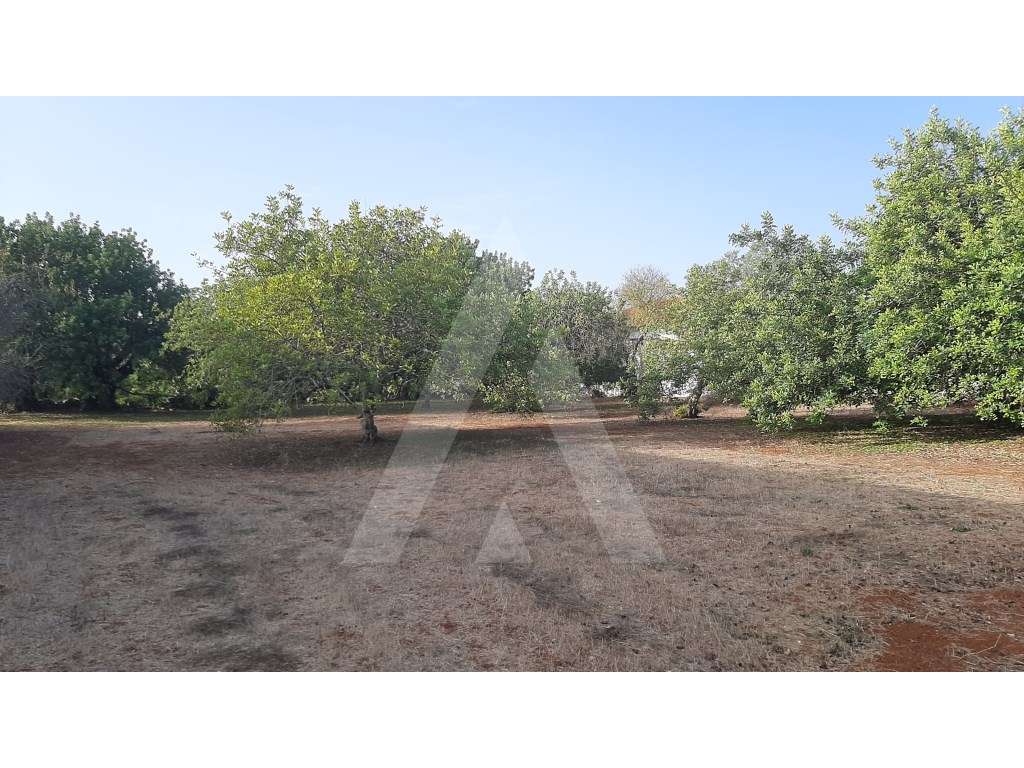 Lote de terreno para construção, com vista sobre a serra, em São Br... - Grande imagem: 3/9