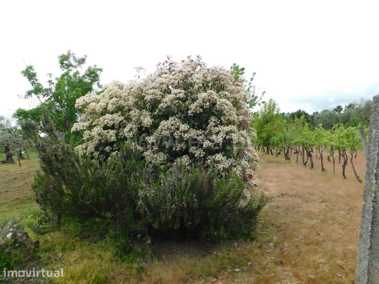 Terreno / Seia, Santa Comba - Grande imagem: 4/20