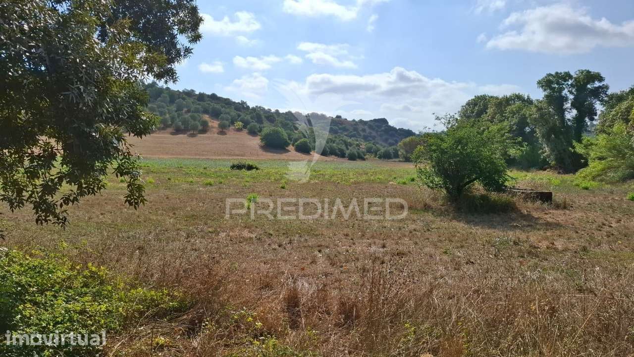 Terrenos Rústicos com Olival e terreno de semeadura, Chã - Grande imagem: 2/7