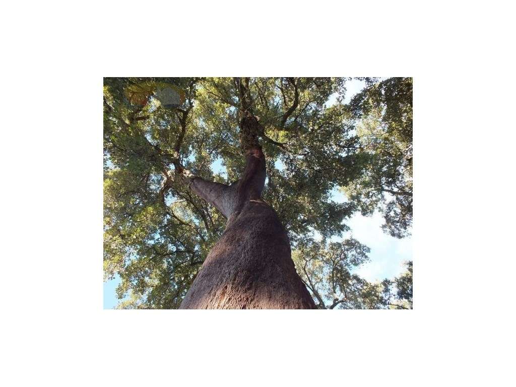 Quinta com Monte Alentejano | Montemor-o-Novo, Alentejo, Portugal - Grande imagem: 3/60