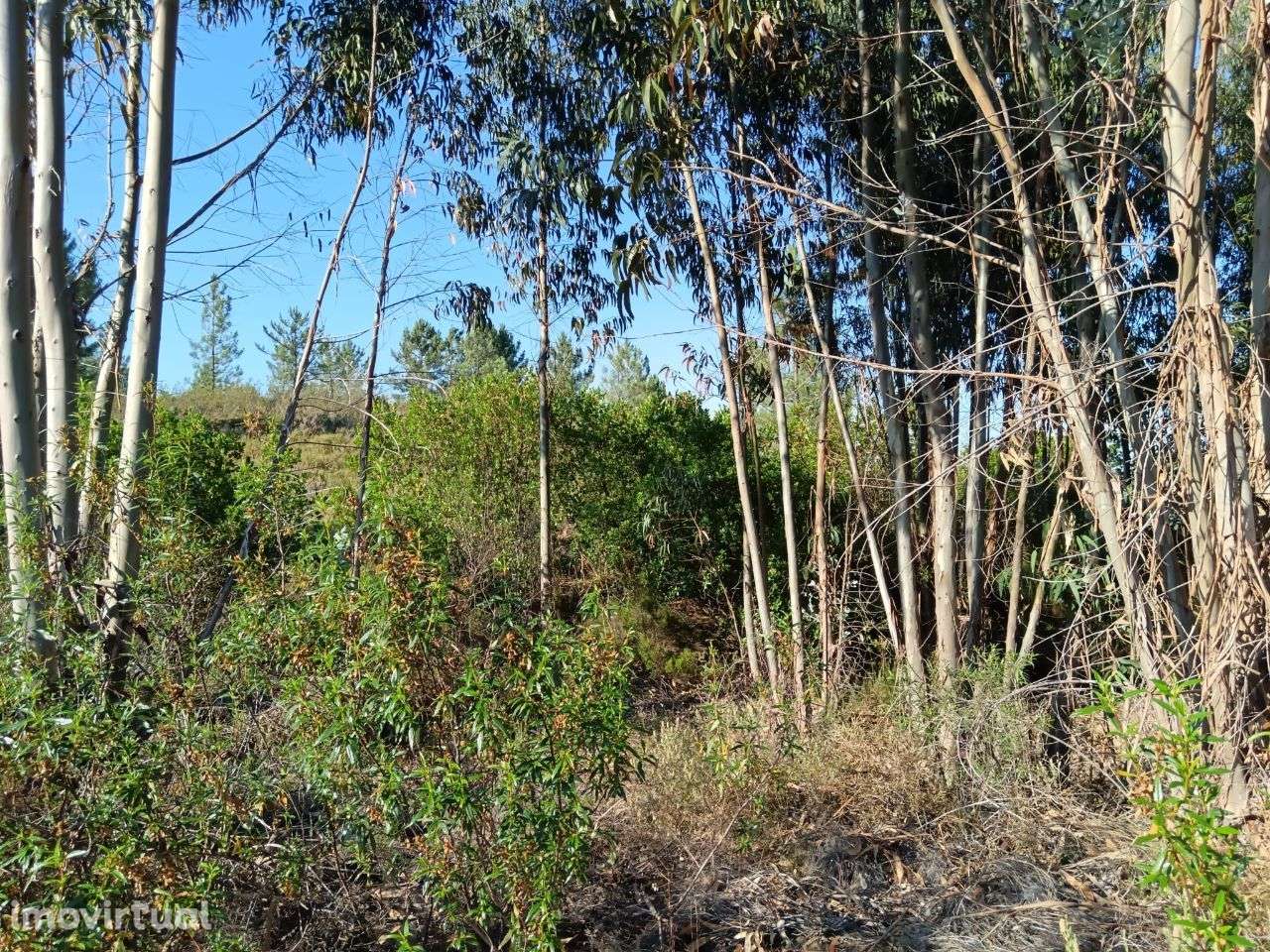 Terreno - Grande imagem: 4/8