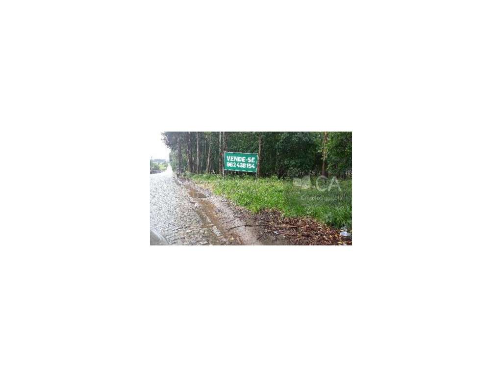 TERRENO AGRICOLA - Grande imagem: 2/4