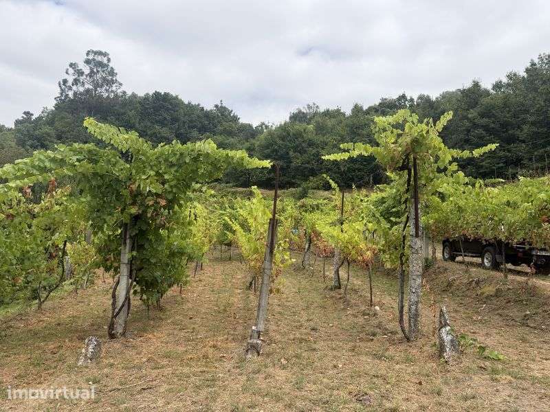 Terreno agricola - Grande imagem: 4/5
