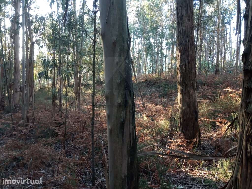 2 Terrenos (3.600 m2) em Anais. - Grande imagem: 2/5