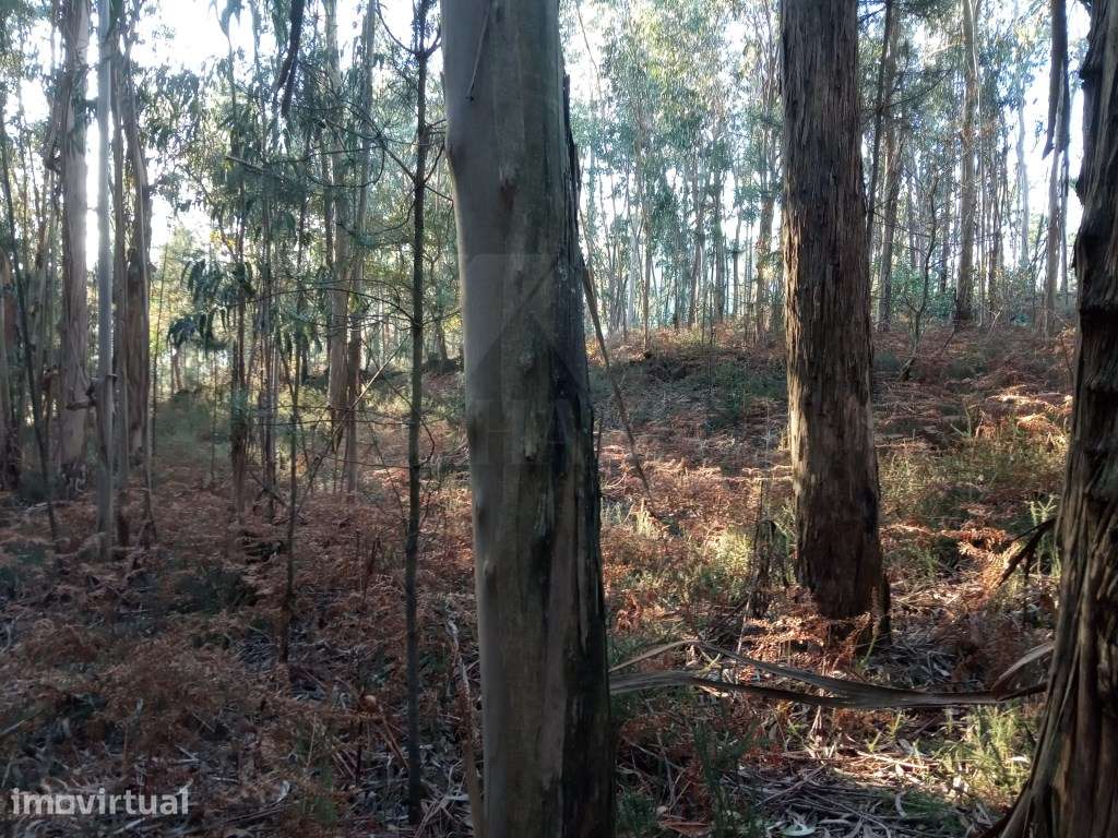 2 Terrenos (3.600 m2) em Anais. - Grande imagem: 2/5