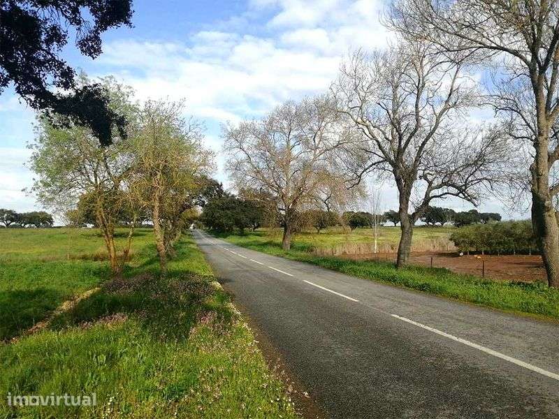 Herdade 47 ha, Alentejo - Grande imagem: 2/7