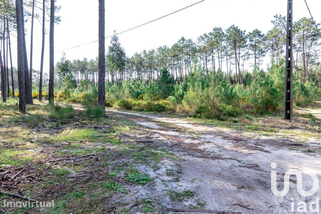 Terreno Agrícola em Marinha Grande - Grande imagem: 3/6