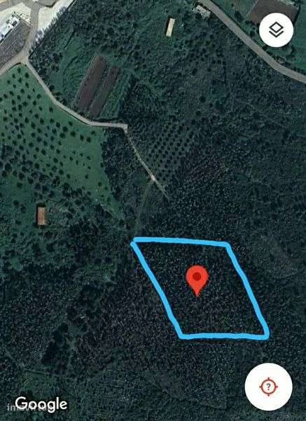 Casal da Charneca 6300m2 terreno plantação de eucaliptos - Grande imagem: 3/5