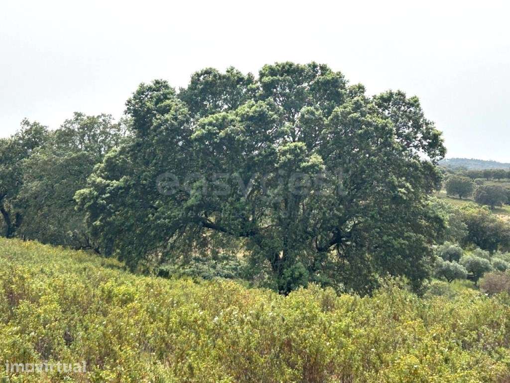 Herdade de 132 ha em Idanha-a-Nova investimento sólido com identida... - Grande imagem: 4/18