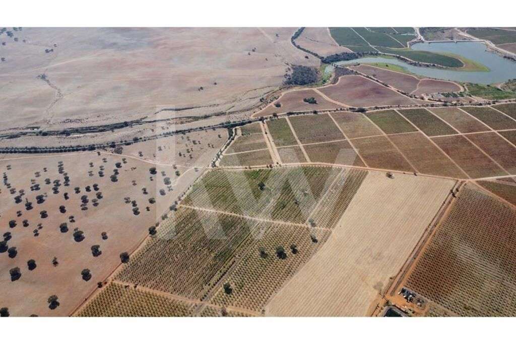 Herdade de amendoal em Beja com 79 ha - Grande imagem: 5/17