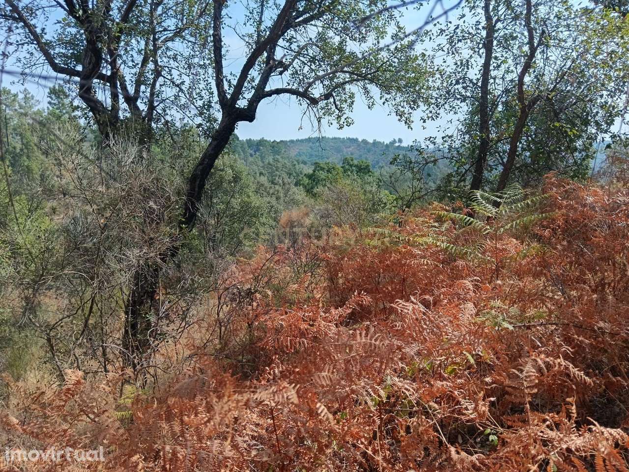 Terreno rustico em Palvarinho ( S. Lourenço  ) - Grande imagem: 2/8