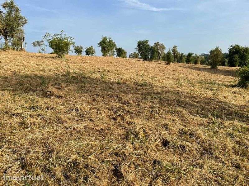 Arrenda-se terreno com 3.8 hectares, muita agua e energia - Grande imagem: 3/5