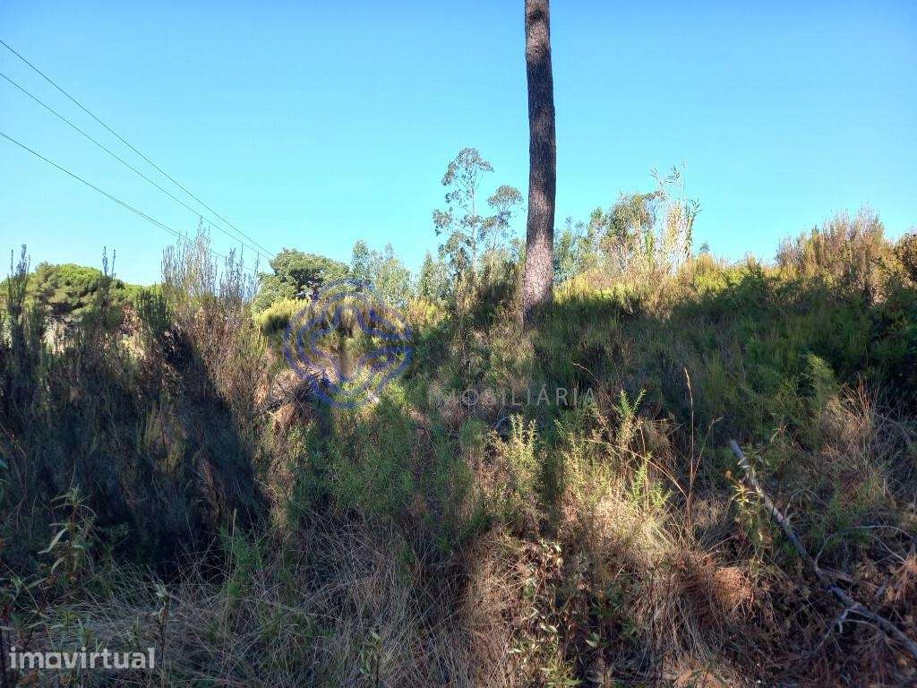 Terreno florestal com 16.000 m2 situado próximo da Barragem de Castelo - Grande imagem: 5/26