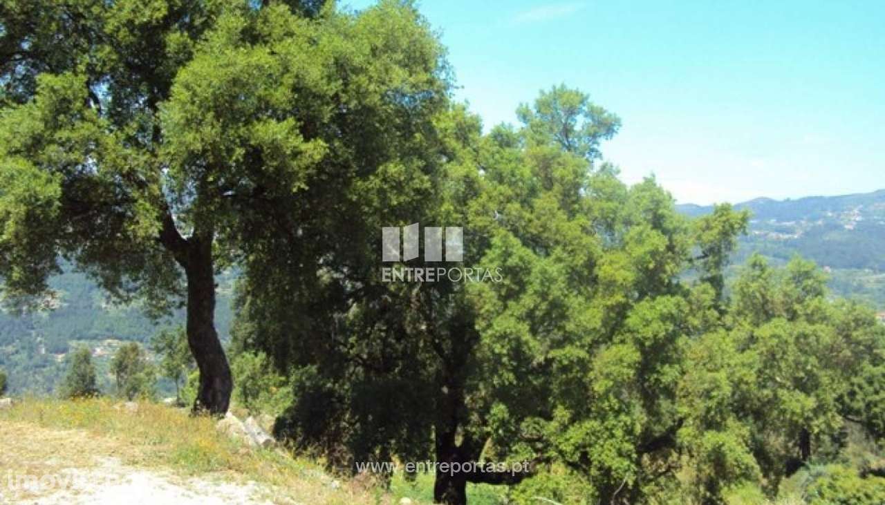 Venda Terreno, Tarouquela, Cinfães - Grande imagem: 3/18