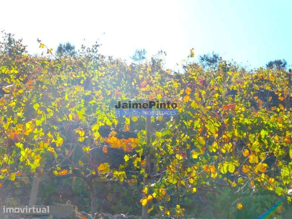 Quinta Vinho do Porto, 25ha, Douro. Portugal, V. N. Foz Côa. - Grande imagem: 3/10