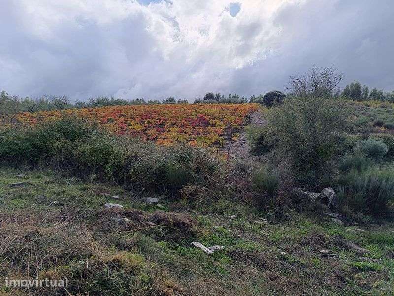 Vendo terreno Foz Côa - Grande imagem: 4/5