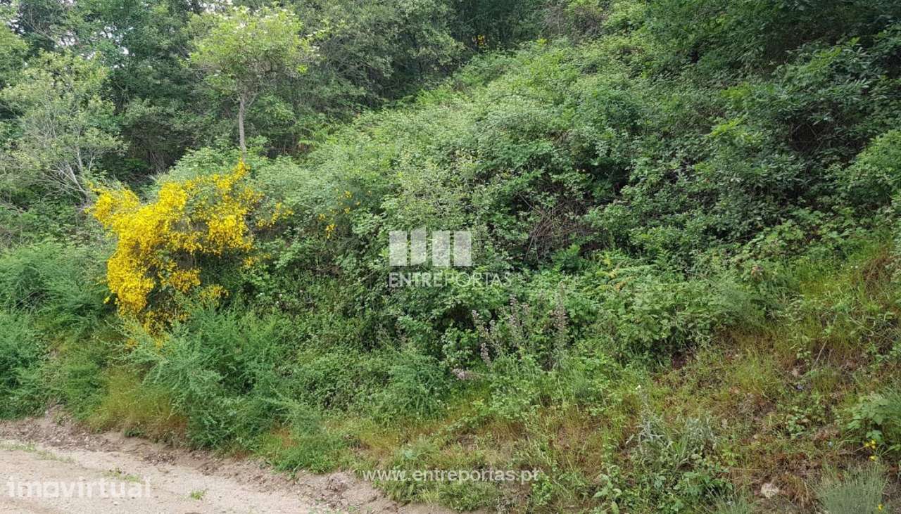Venda Terreno, Frente Estrada, Ovil, Baião - Grande imagem: 5/11