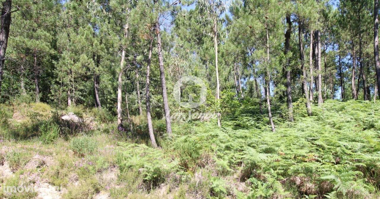 Terreno rustico com 2.650m2 em Terras do Bouro - Grande imagem: 2/6
