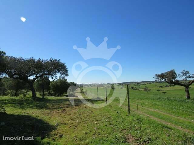 Terreno rústico com pinhal 8ha - Grande imagem: 3/8