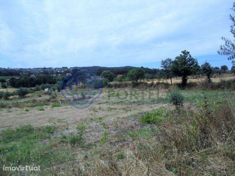 Terreno agrícola com 4.280 m2 a 5 minutos da Aldeia de Dornes, centro - Grande imagem: 4/15