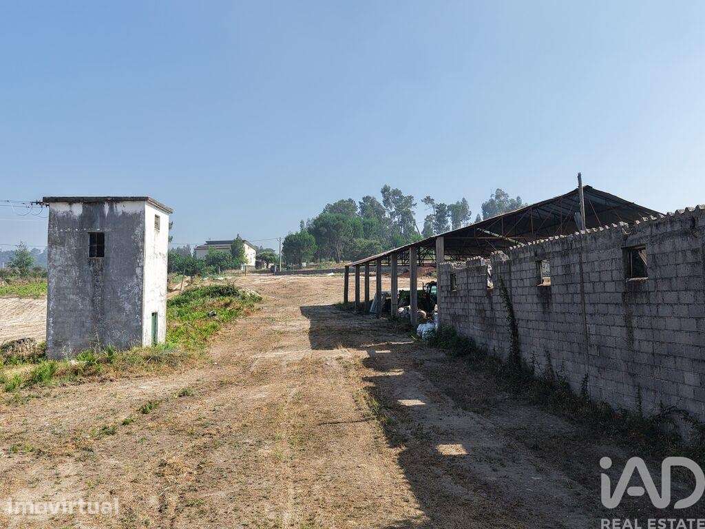Hangar em Mangualde, Mesquitela e Cunha Alta de 320,00 m2 - Grande imagem: 4/8