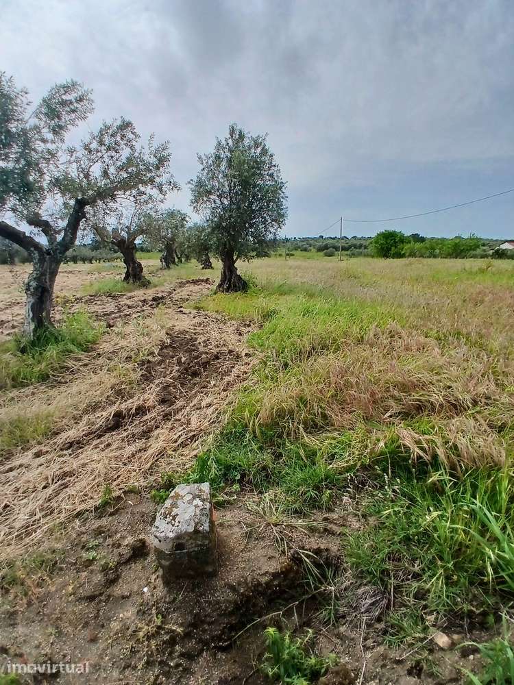 Terreno Rustico 11 500m2 com poço e bomba para regadio Reguengos de Mo - Grande imagem: 2/9